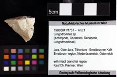Foto (Objket + Etiketten) von Goniodromites bidentatus (Reuss, 1859) 